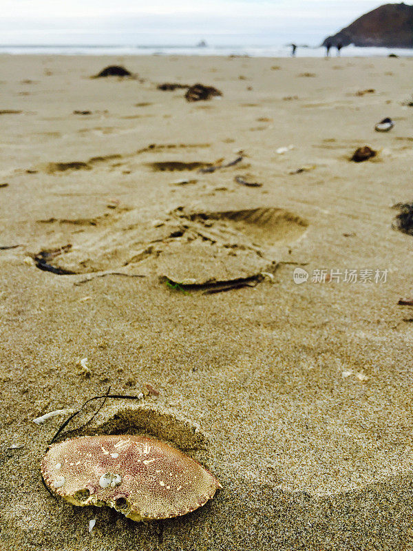 沙滩上的蟹壳