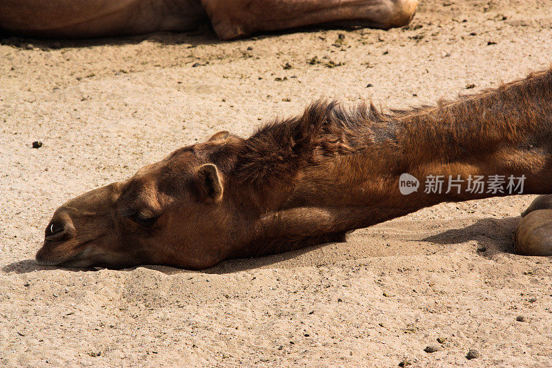 睡眠骆驼