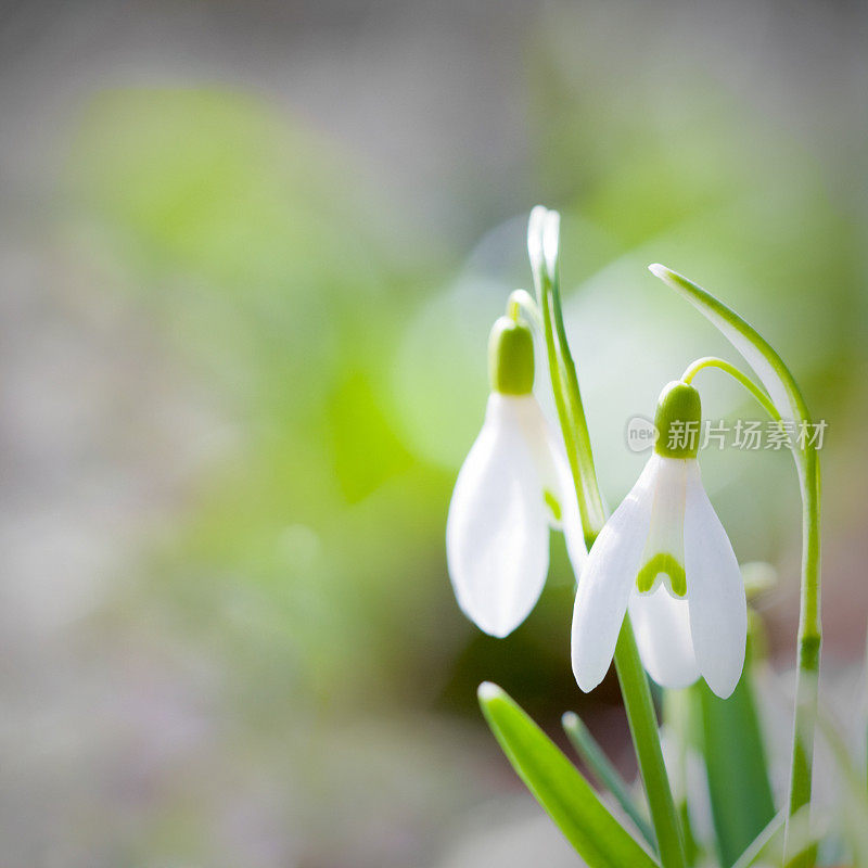 雪花莲