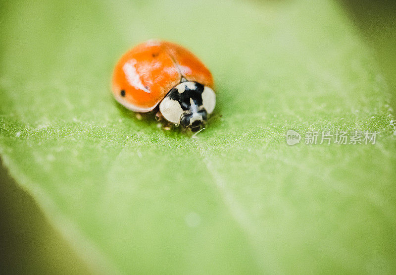 瓢虫在绿叶上的特写镜头