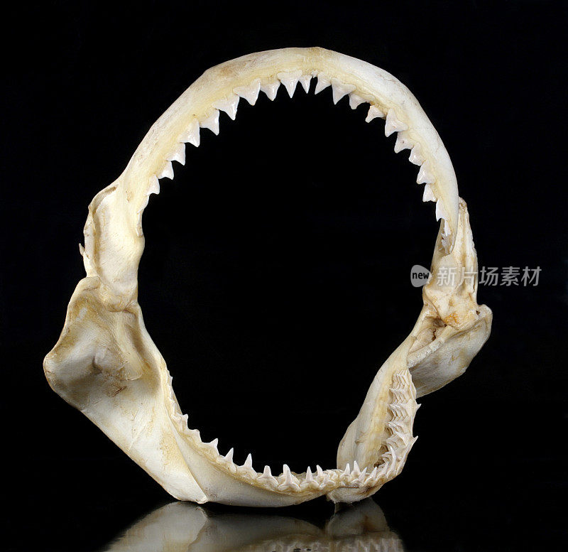 有锋利锯齿状牙齿的鲨鱼颌