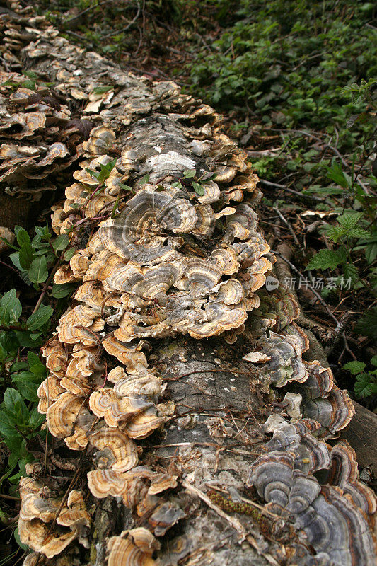 火鸡尾菌，花斑凤蝶