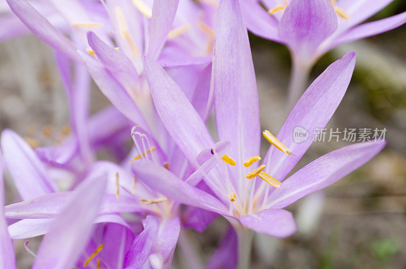 秋番红花、草甸藏红花