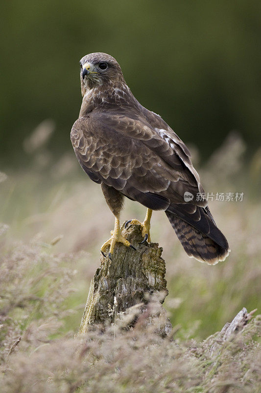 常见的秃鹰(Buteo)