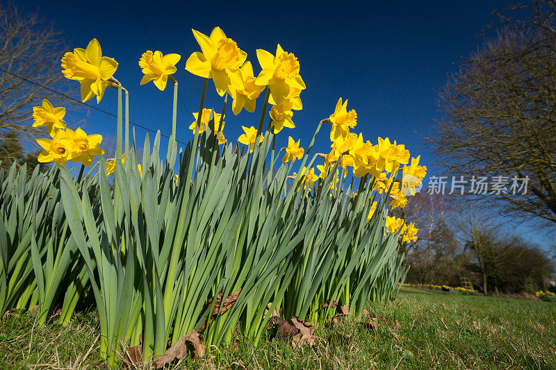 春天的水仙花盛开的英格兰约克郡
