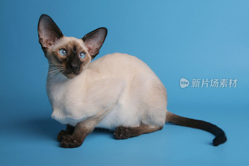 蓝眼睛的暹罗猫，在tiquoise背景上横向