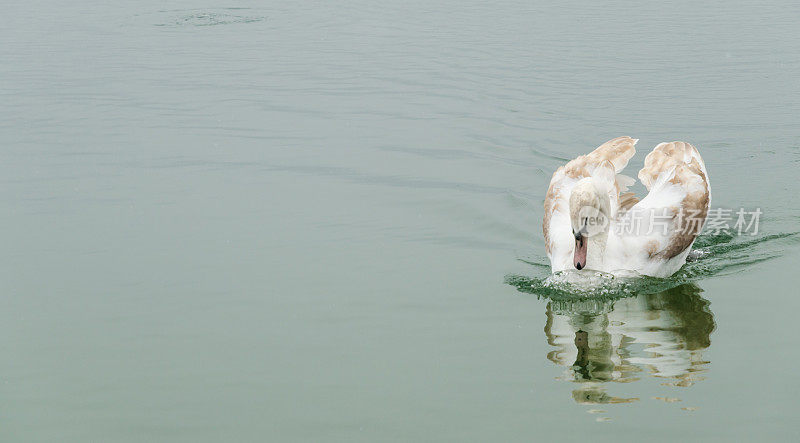 在湖里游泳的棕色天鹅