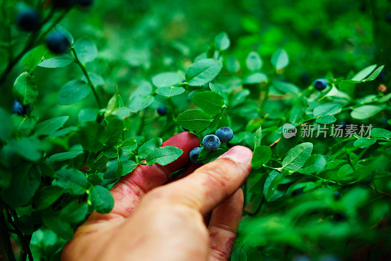 近距离采摘野生蓝莓在森林