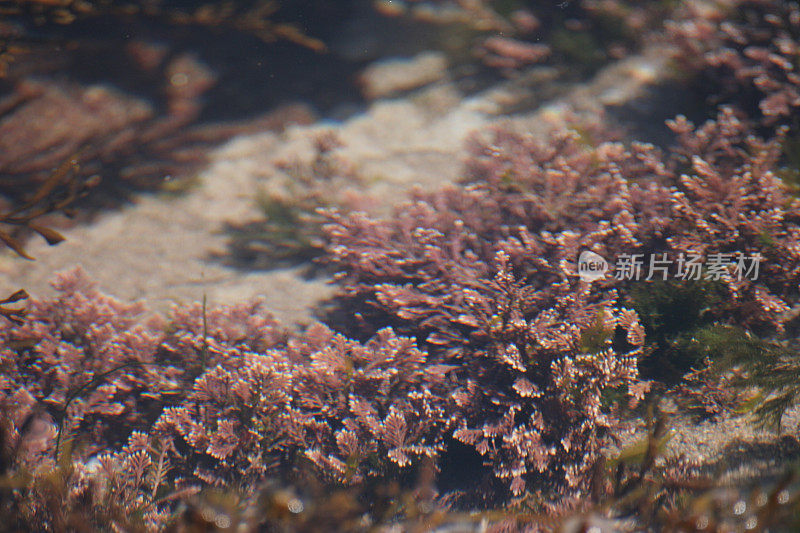 岩石池中的红色海藻