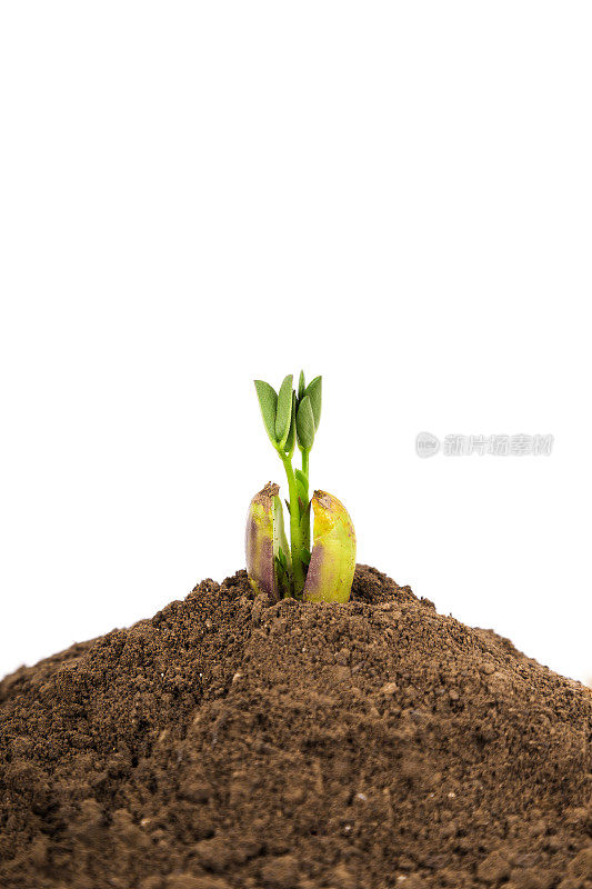 新生命在泥土中成长