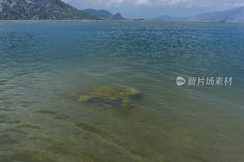 卡雷塔·卡雷塔