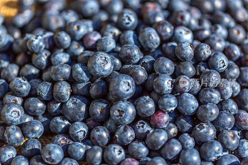 新鲜采摘蓝莓