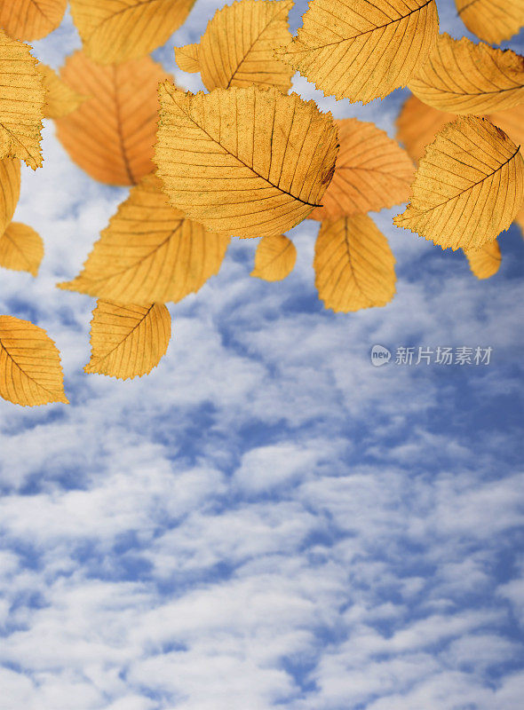 秋叶映着蓝天