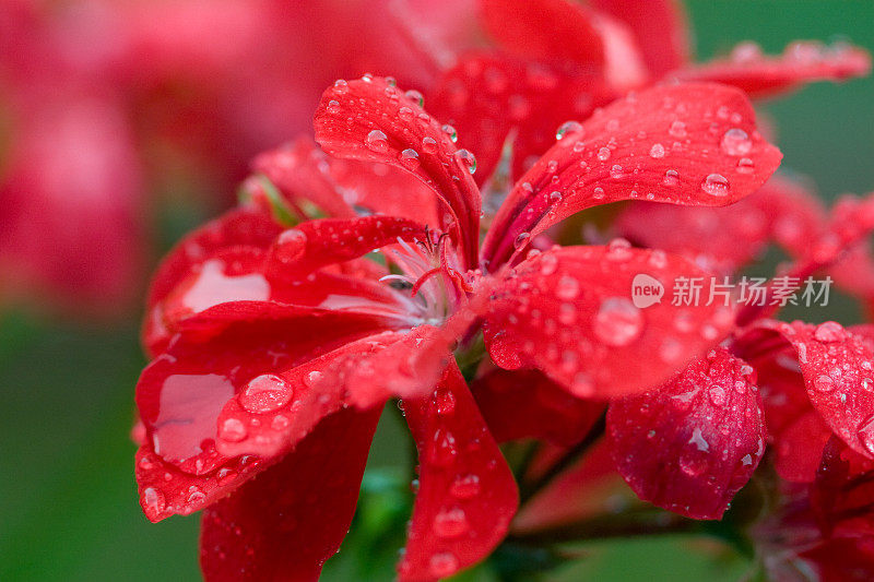 红色的花和水滴