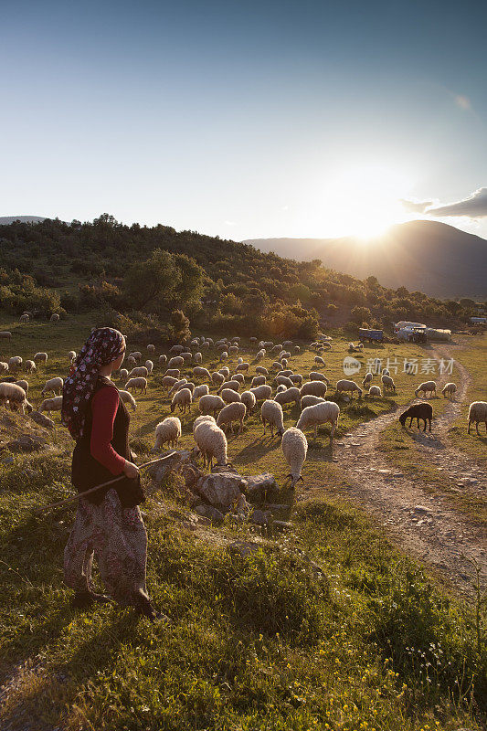 日落时分牧羊女和羊群