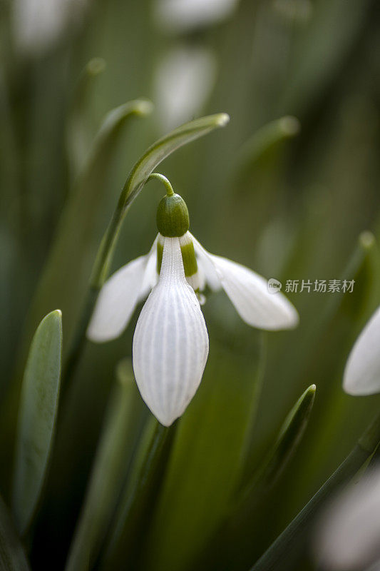 雪花莲