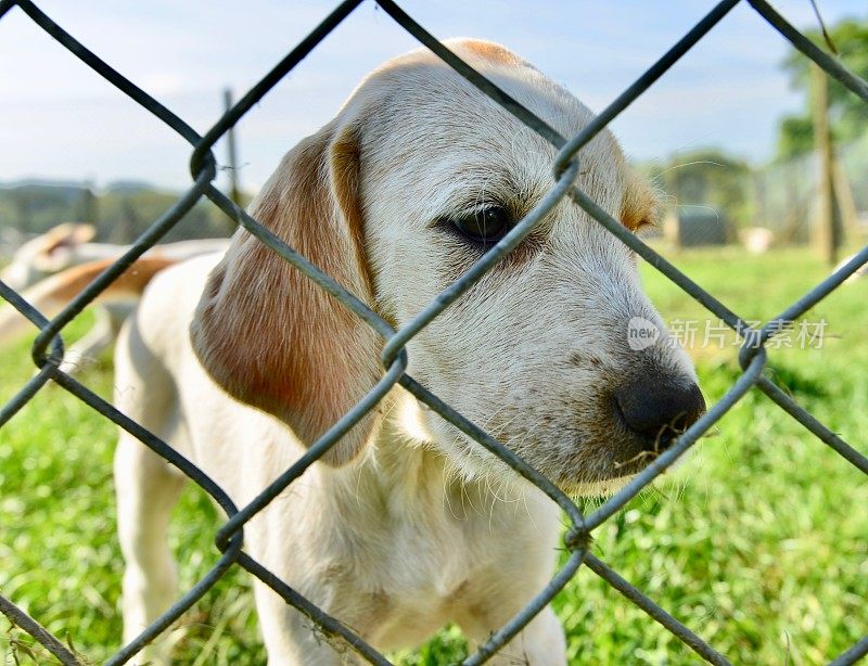 英国养犬