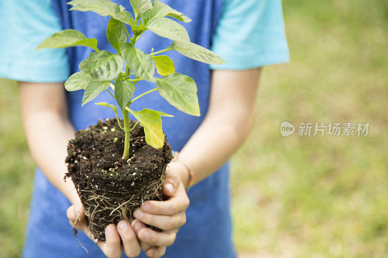 小男孩把幼苗种在户外的泥土里。