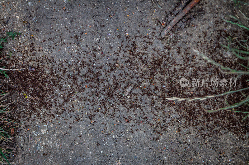 许多蚂蚁排成一行在山上旅行