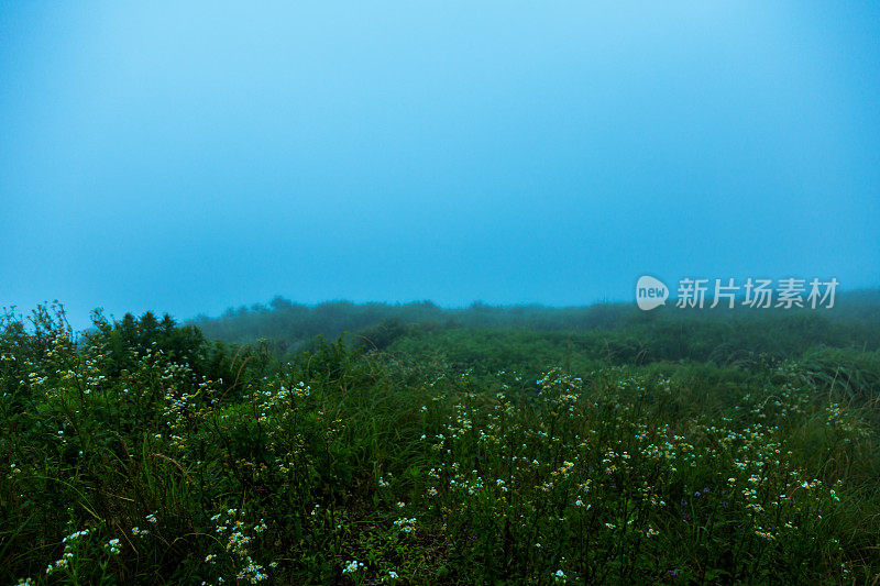 雾天的草地在山顶上