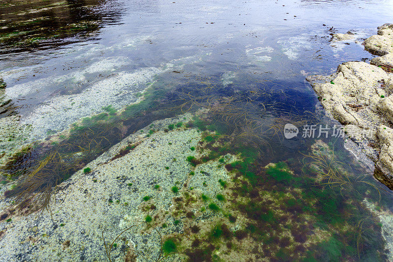 爱尔兰海岸浅水区的海藻