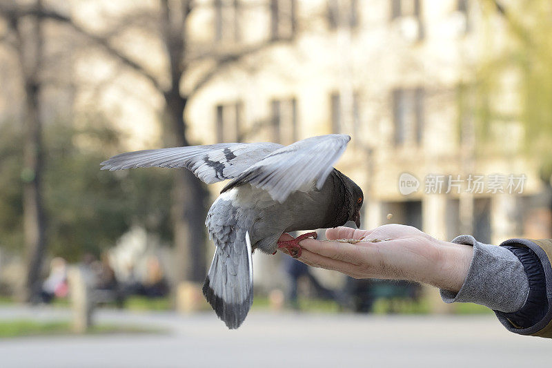 一只鸽子在公园外面吃人的手