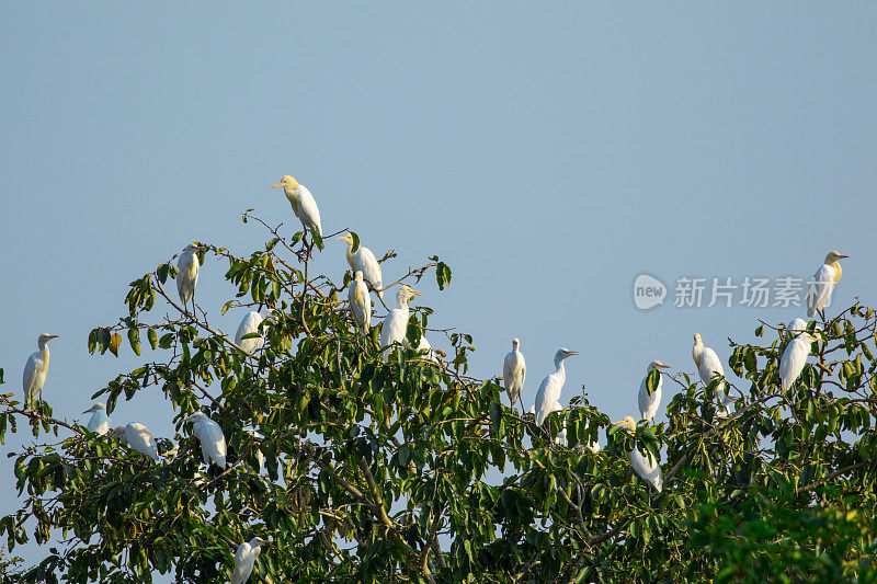树上成群的白鹭。野生动物。