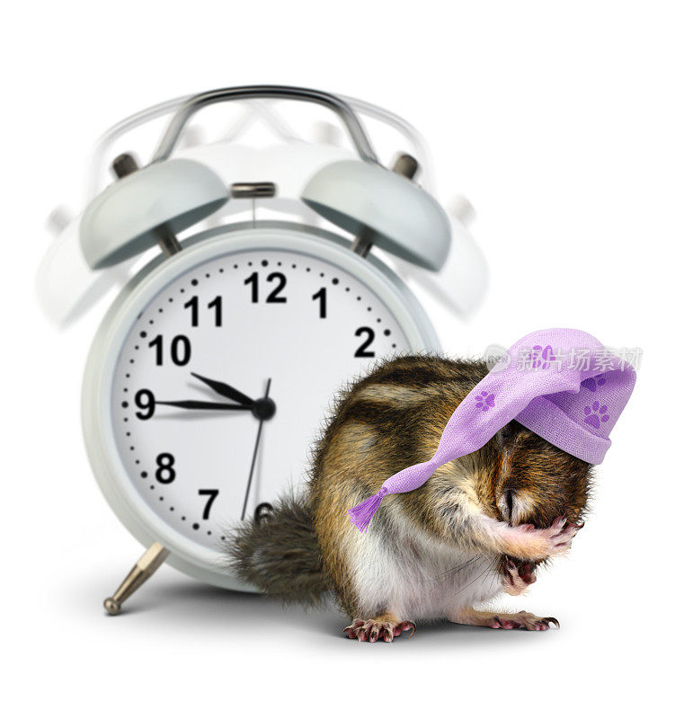 早上好，带着闹钟和睡帽的有趣的花栗鼠动物