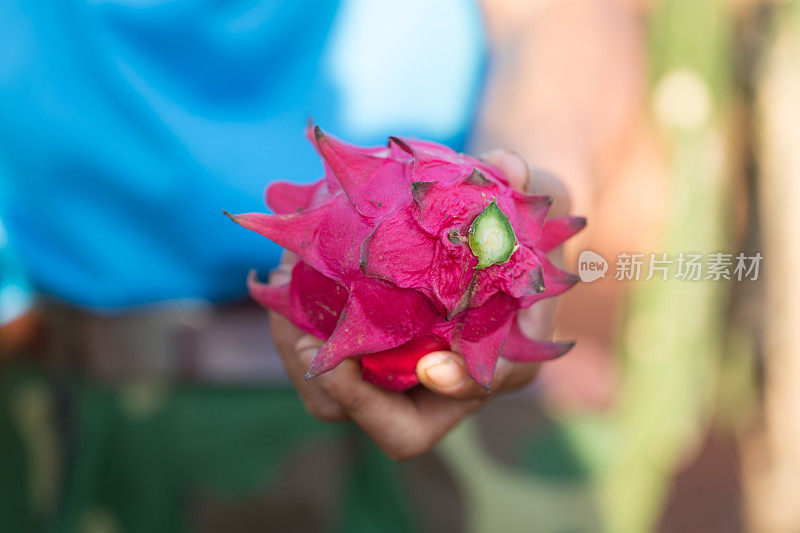 火龙果芽，火龙果在温室里