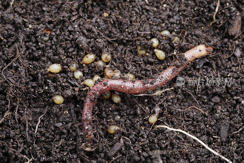 Vermicompost