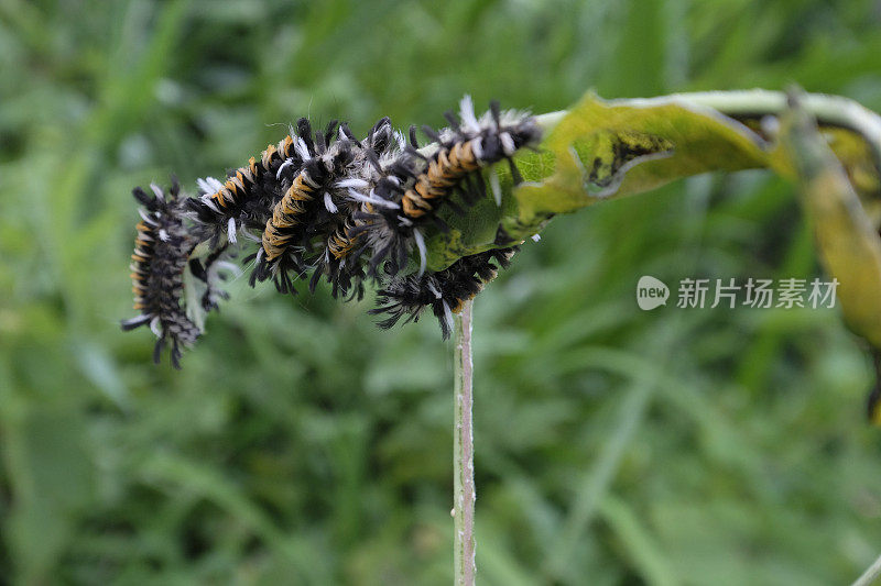 马利筋丛蛾或马利筋虎蛾的软毛蛾