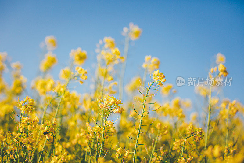 油菜籽草地