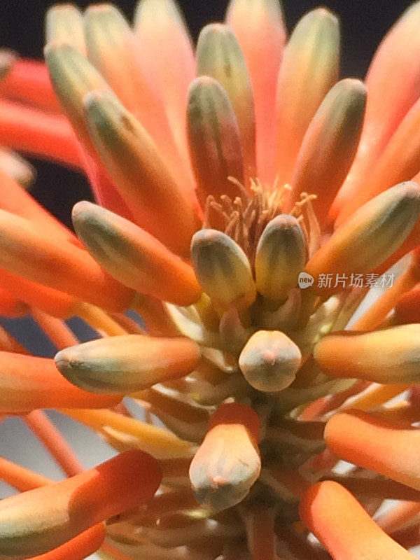 加州本地-大自然的橙色指关节