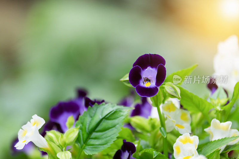 紫叉骨花、蓝翅花或牛耳花盛开在花园里，紫罗兰花(软聚焦或选择性聚焦)