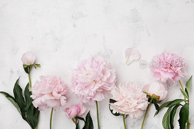 美妙的粉色牡丹花在白色的石桌上，为您的文字留出了空间。平的风格。