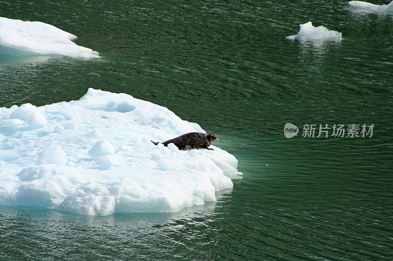 冰山上的海豹