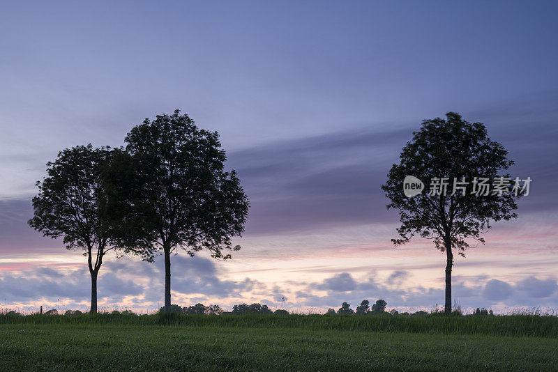 黄昏时牧场上白蜡树的剪影