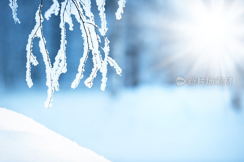 白桦树的树枝上覆盖着霜雪