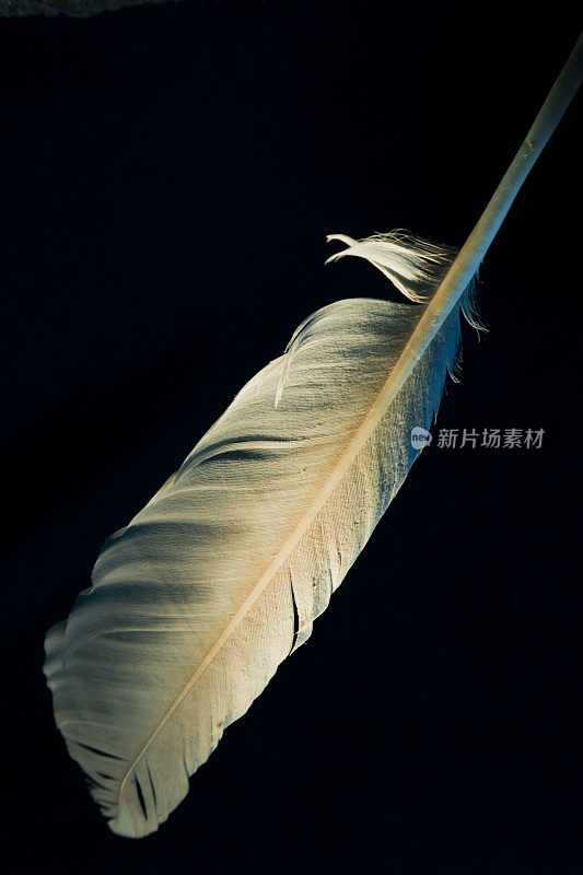 羽毛——诗人的工具