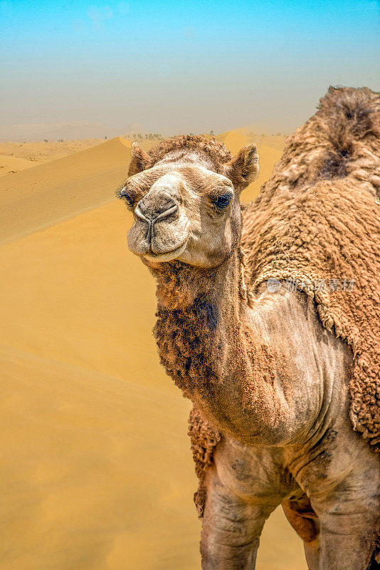 骆驼在迪拜多风的沙丘沙漠中行走