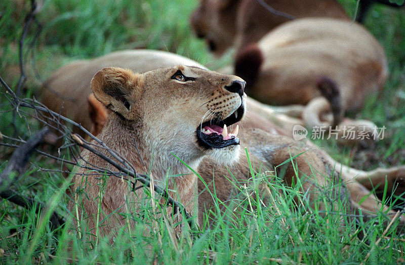 野生狮子放松奥卡万戈三角洲莫雷米野生动物保护区博茨瓦纳