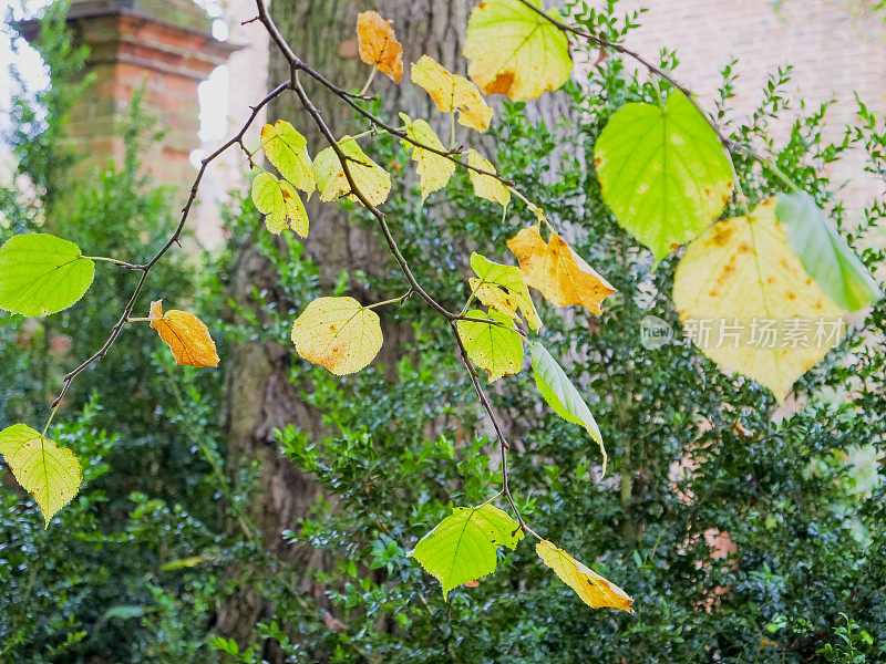 一般的秋天秋天季节十月十一月十二月叶颜色风景美丽自然