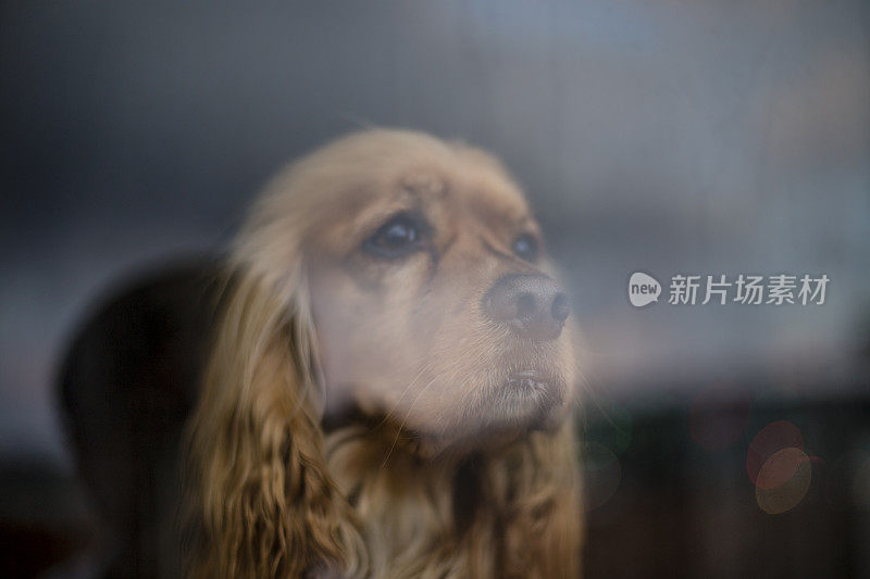 金毛猎犬坐在地板上