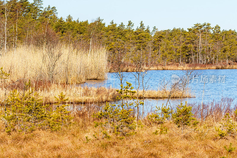 森林湖在荒野中有一处沼泽