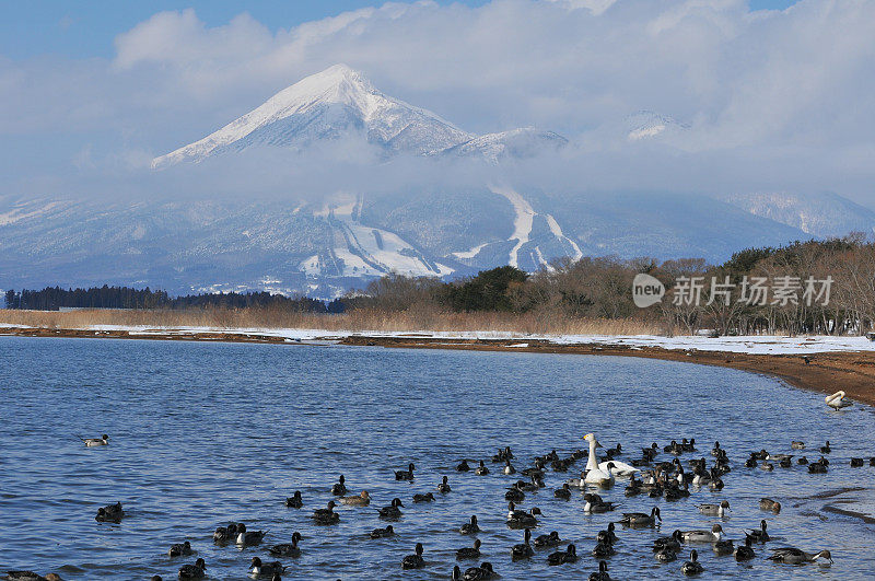 日本北部的冬季(稻川湖、万代山和候鸟)