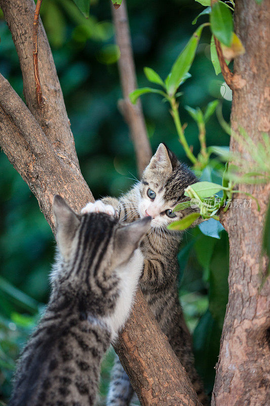 猫