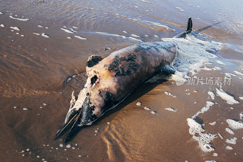 英国北德文郡海滩上死去的海豚