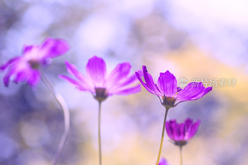 美丽的背景上点缀着娇嫩的紫色花朵。节日花卉背景。妇女节
