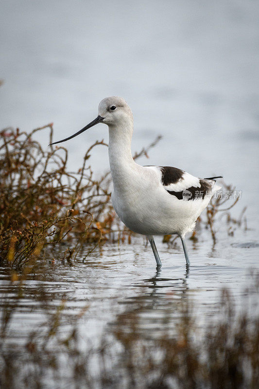 美国Avocet