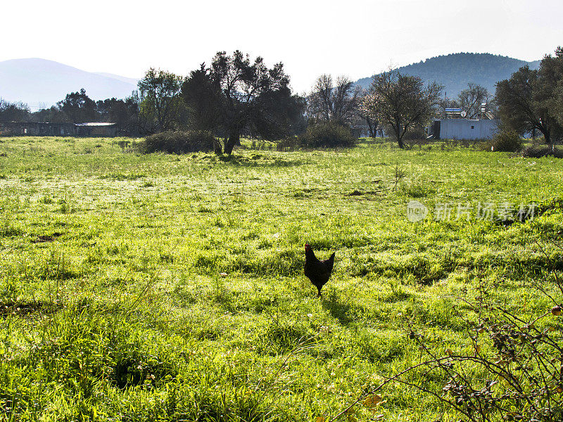 绿草地上的黑鸡